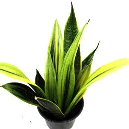 Sansevieria Golden Flame - 6" pot