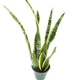 Sansevieria Laurentii - 6" pot